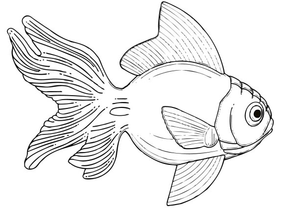 Раскраски рыбка золотая на прозрачном фоне (41 фото)