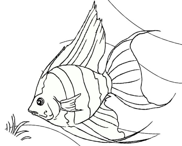 Раскраски рыбка меченосец (41 фото)