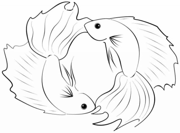 Раскраски рыбка петух (43 фото)