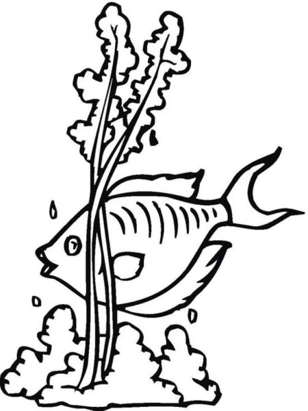 Раскраска морские водоросли