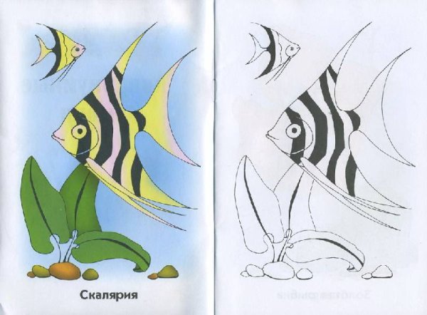 Рисуем скалярию с детьми