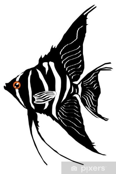 Раскраски рыбка скалярия (41 фото)