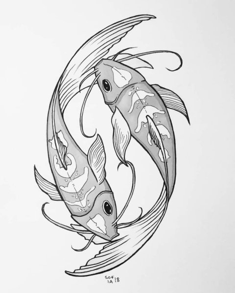 Карпы кои