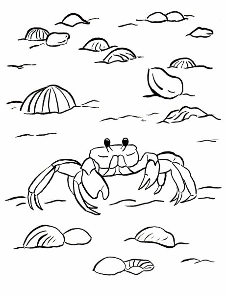 Краб раскраска
