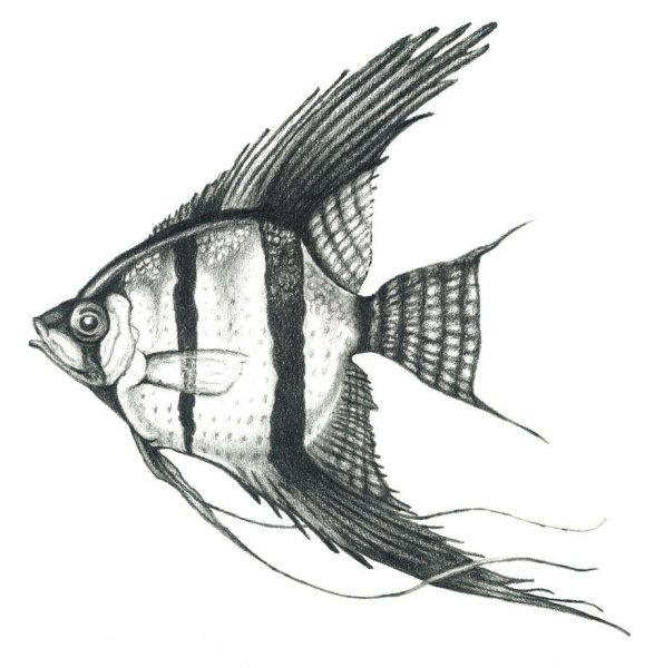 Раскраски рыбки скалярии (42 фото)