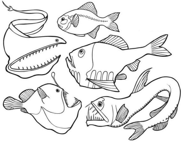 Морские рыбы раскраска