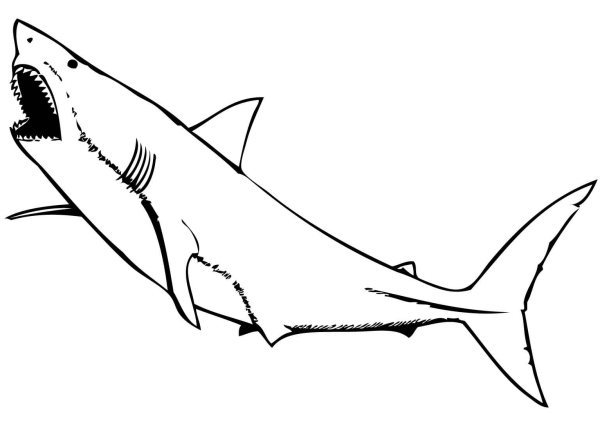 Раскраски рыбы акула (46 фото)
