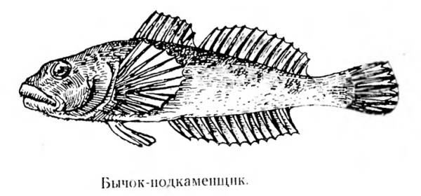 Обыкновенный подкаменщик рисунок