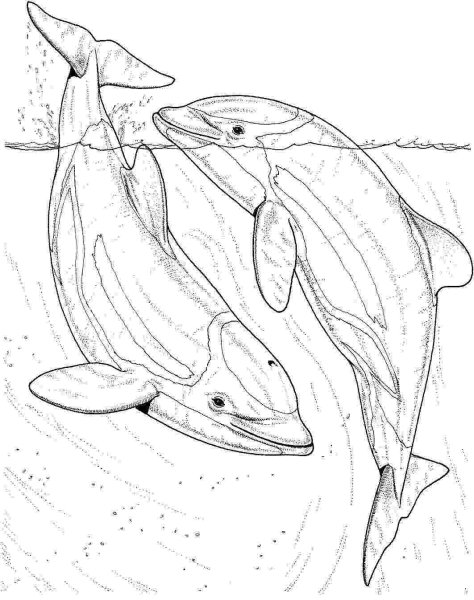 Раскраски рыбы дельфины (38 фото)