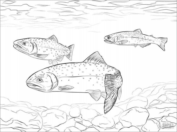Раскраски рыбы из красной книги (43 фото)