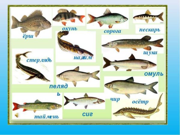 Рыбы которые водятся в Волге