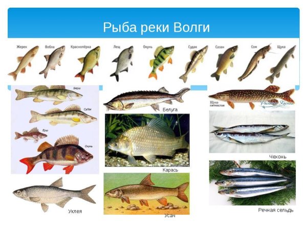 Какая рыба водится в Волге