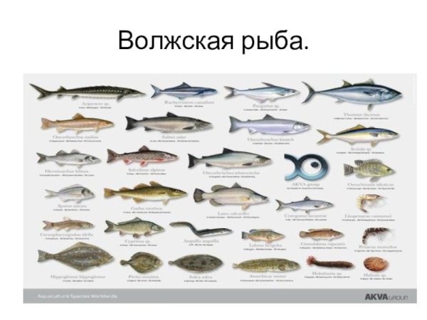 Рыбы Волжского бассейна