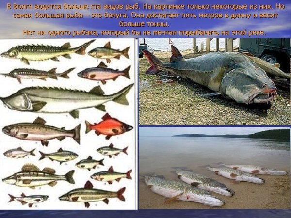 Рыба в Волге
