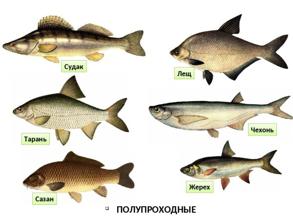 Рыбы которые водятся в Волге