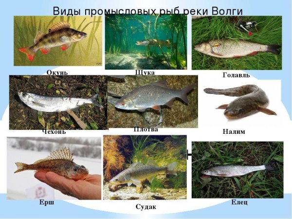 Рыбы обитающие в Волге