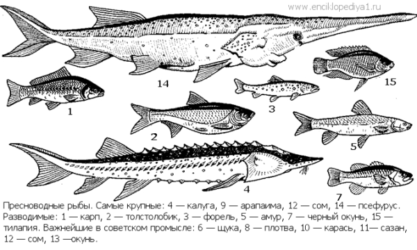 Пресноводные промысловые рыбы
