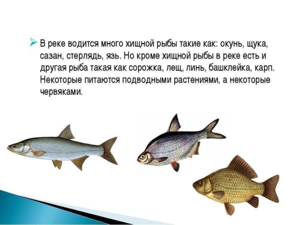 Какие рыбы обитают в реке