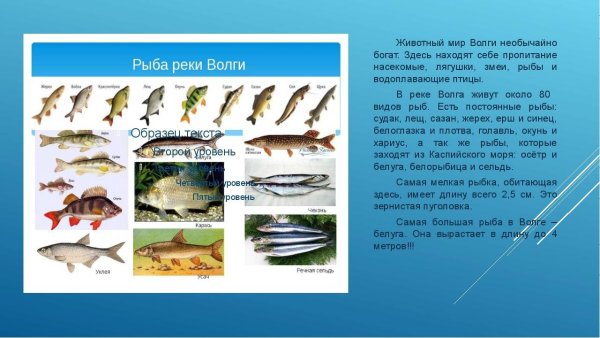 Ихтиофауна Волги реки Волги