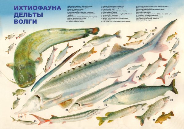 Промысловые рыбы Каспийского моря