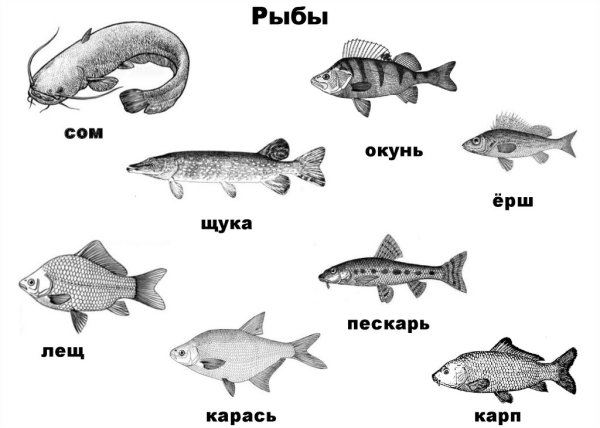 Окунь щука Карп карась сом лещ Ерш