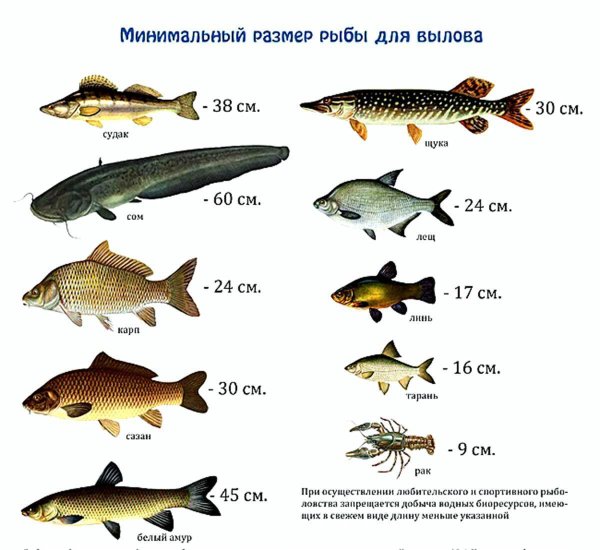 Размер рыбы разрешенной к вылову
