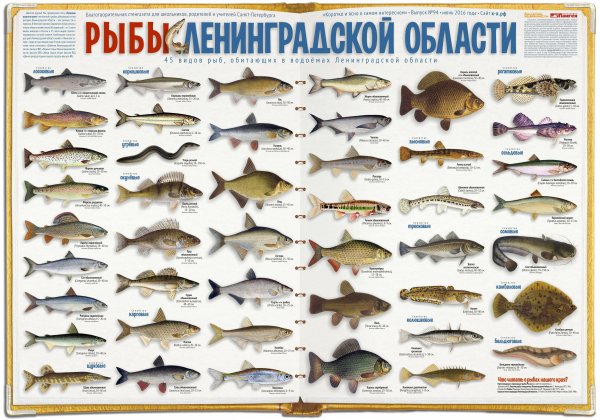Рыбы финского залива Ленинградской области