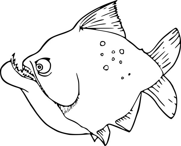 Морские рыбы раскраска