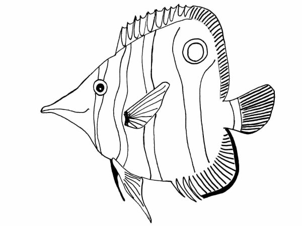 Морские рыбки раскраска