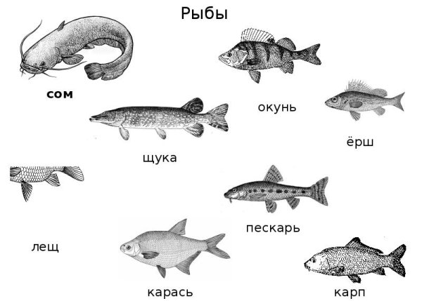 Рыбы щука карась окунь