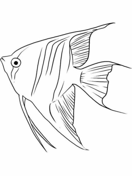 Рисунок рыбы для срисовки