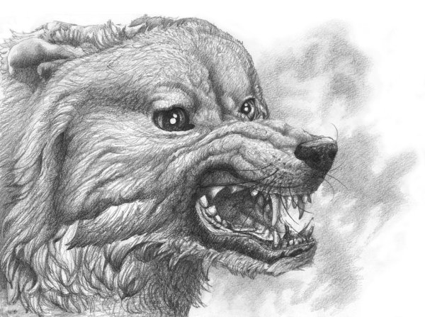Злая собака рисунок