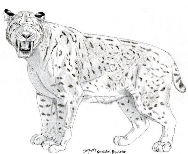 Раскраски саблезубый тигр (45 фото)