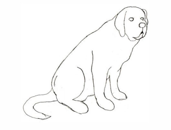 Сенбернар рисунок легкий