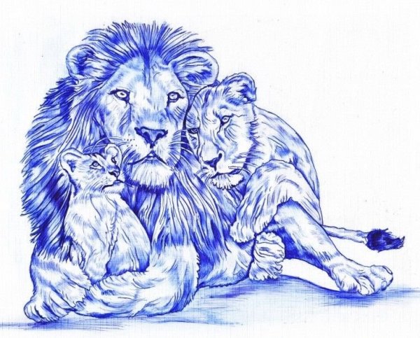Раскраски семейство львов (45 фото)