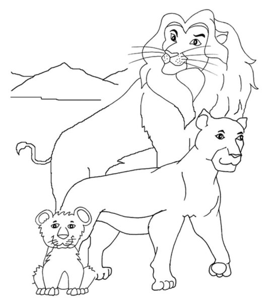 Раскраски семья львов (47 фото)