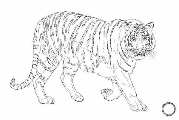 Раскраски сибирский тигр (46 фото)