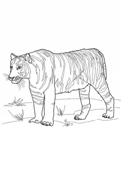 Раскраска Амурского тигра