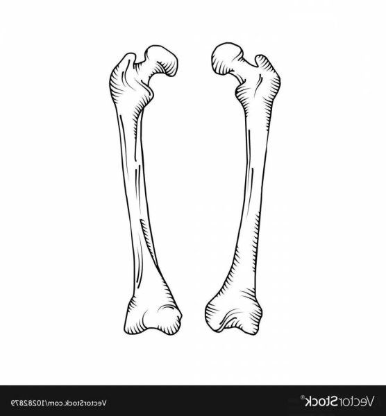 Рисунок кость для собаки - 58 фото