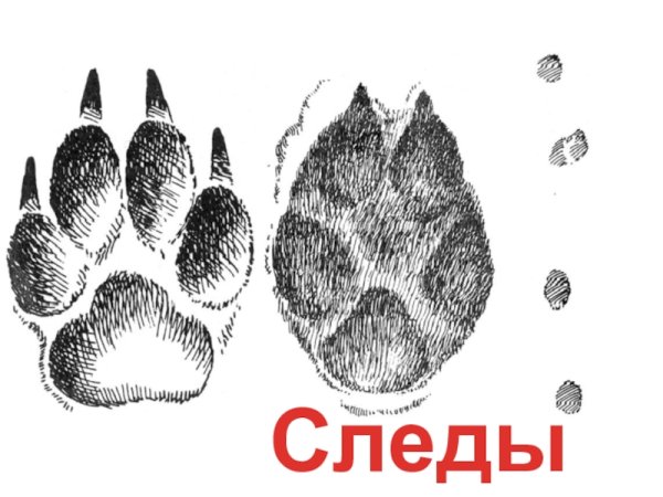 Следы лисы