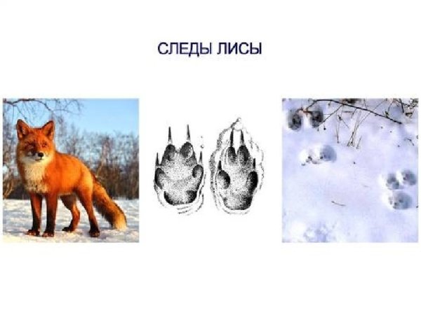 Следы лисы зимой