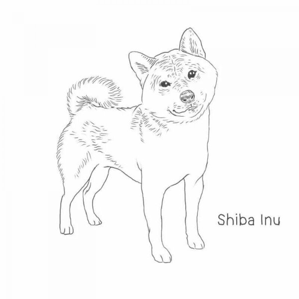 Сиба ину