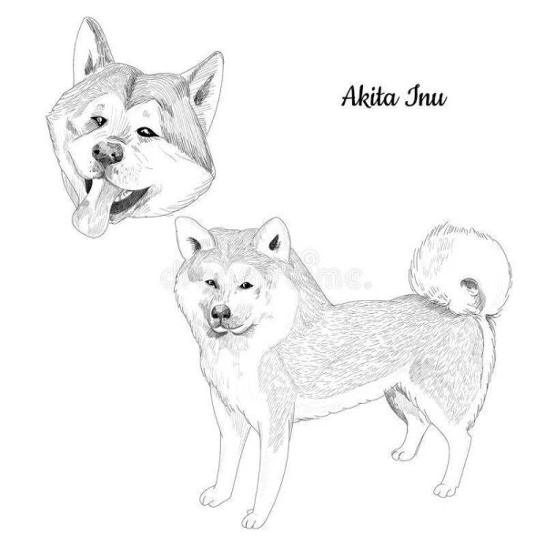 Раскраски собака акита ину (43 фото)