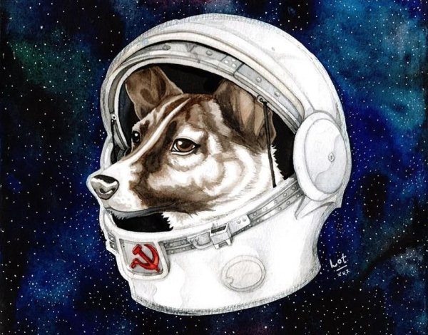 Собака в скафандре