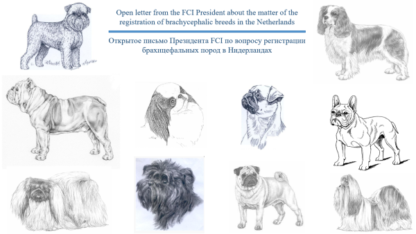 Бельгийский гриффон стандарт породы FCI