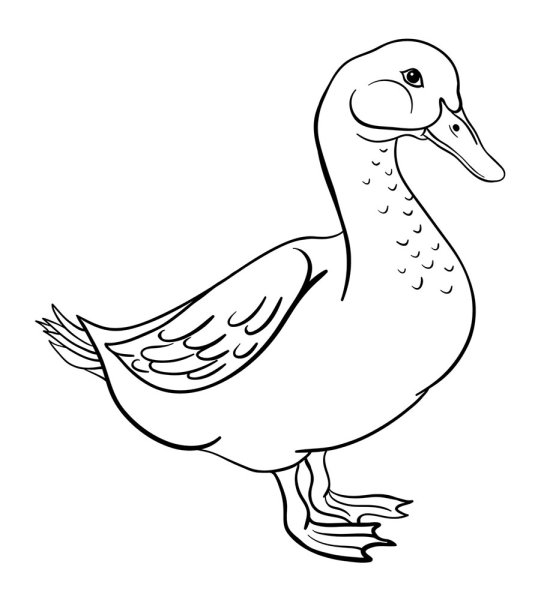 Гусь раскраска