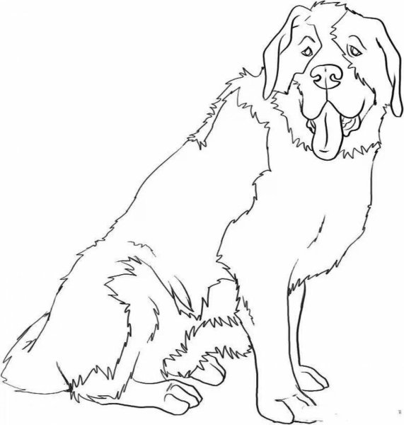 Раскраски собака кавказец (42 фото)