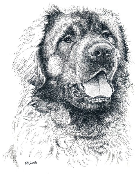Леонбергер рисунок