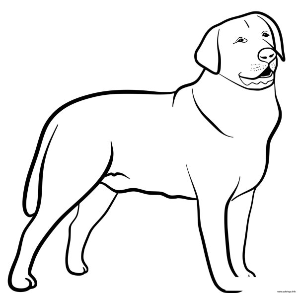 Раскраски собака лабрадор (43 фото)