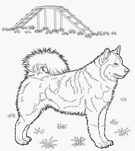 Раскраска хаски